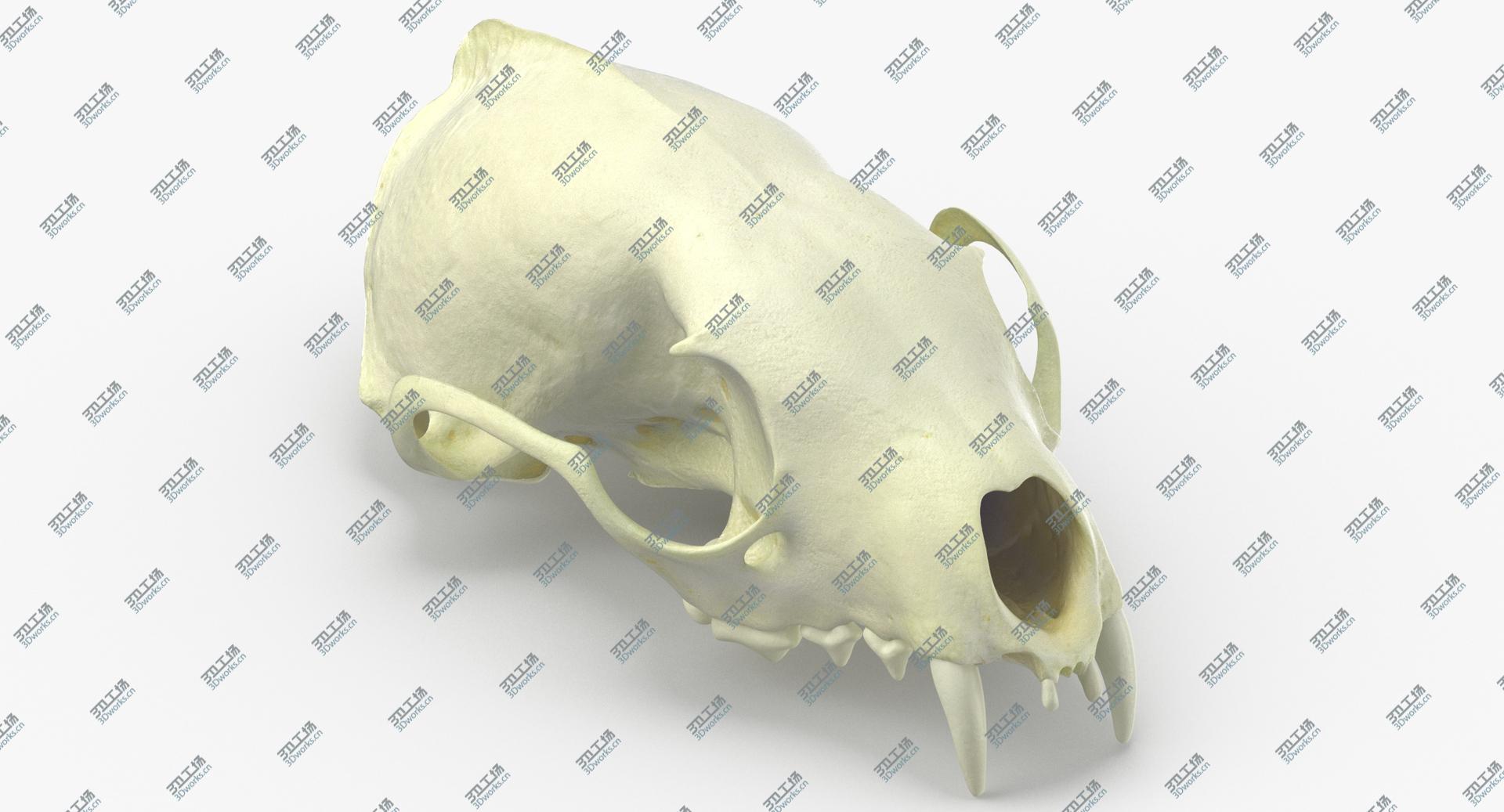 images/goods_img/2021040231/Real White Breasted Marten Skull 02 3D model/1.jpg
